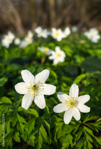 Underwood anemone is a perennial plant that grows in sparse forests, on forest slopes and in mountain meadows.