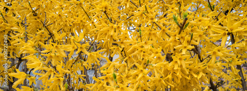 Forsythia is a deciduous shrub, renowned for its vibrant, golden-yellow flowers that bloom profusely in early spring. photo