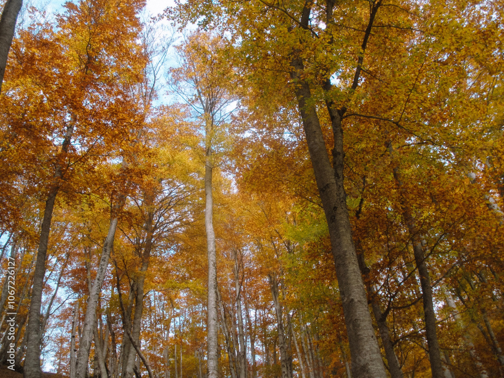 Obraz premium trees in autumn