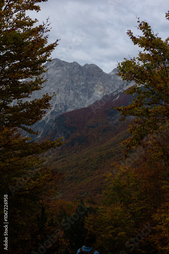 Colorful trees in Mountains