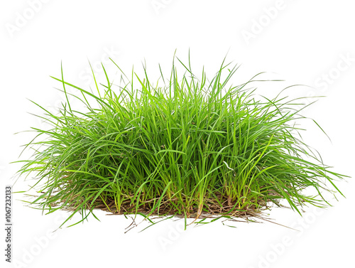 a green grass growing in the ground