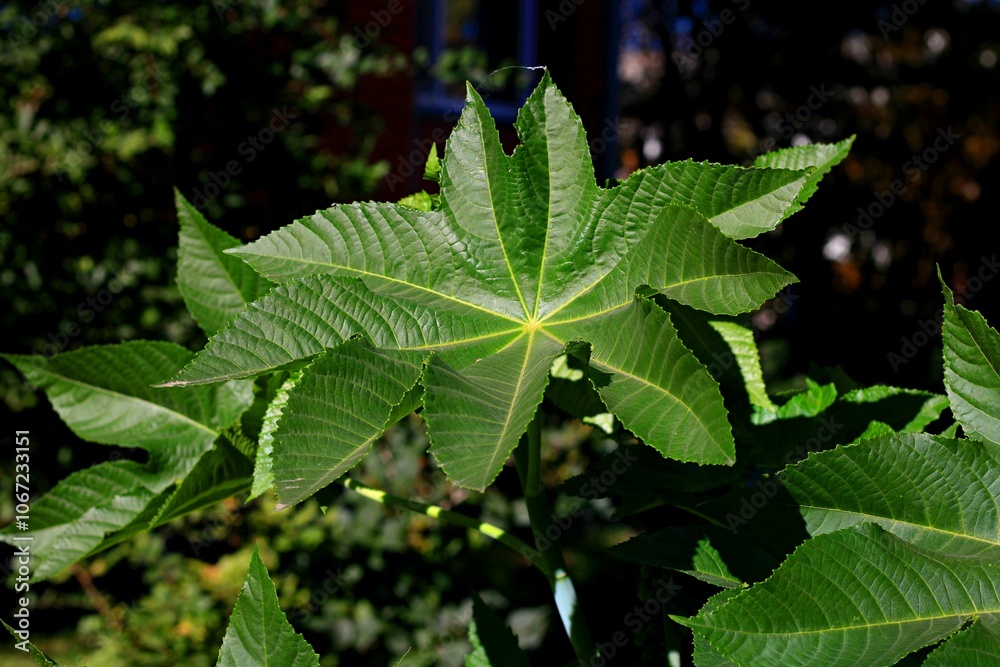 , summer, forest, flora, green , summer, forest, flora, green
