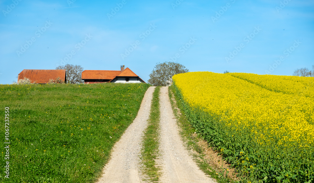 Spring rural scene - a cart path leads to the farm between a yellow field of blooming rapeseed and a green meadow Spring rural scene - a cart path leads to the farm between a yellow field of blooming rapeseed and a green meadow