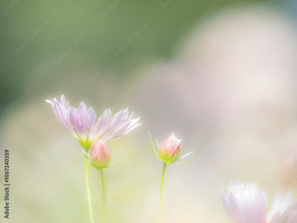 Fototapeta premium 秋の公園や花壇を彩るコスモスのある風景。背景。自然風景素材。