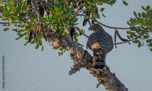 eurasian sparrowhawk on a tree	