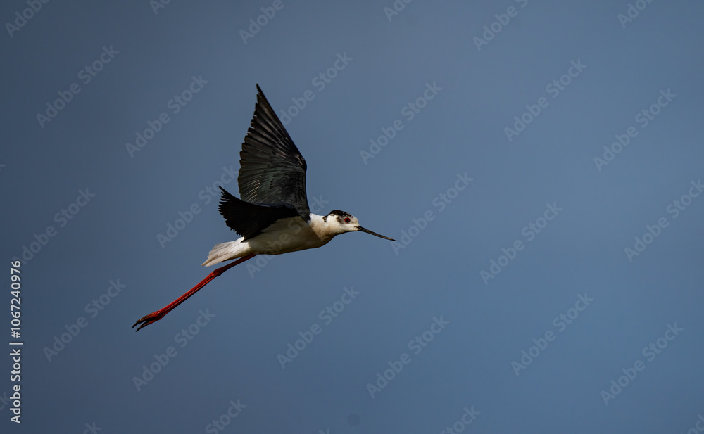 Obraz premium Black-winged Stilt in flight over the marshes of the Ebro delta 
