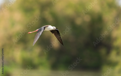 Black-winged Stilt in flight over the marshes of the Ebro delta	