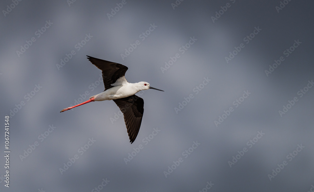 Fototapeta premium Black-winged Stilt in flight over the marshes of the Ebro delta 