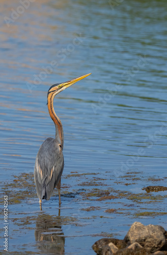 purple heron in the ebro delta	