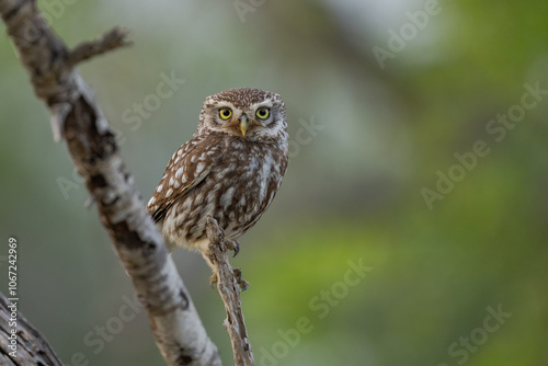 little owl perched on the trunk	