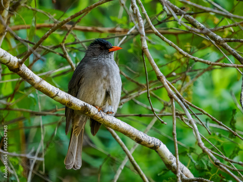 Madagaskar-Rotschnabelbülbül photo