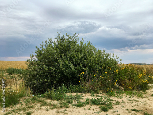 tree in the field