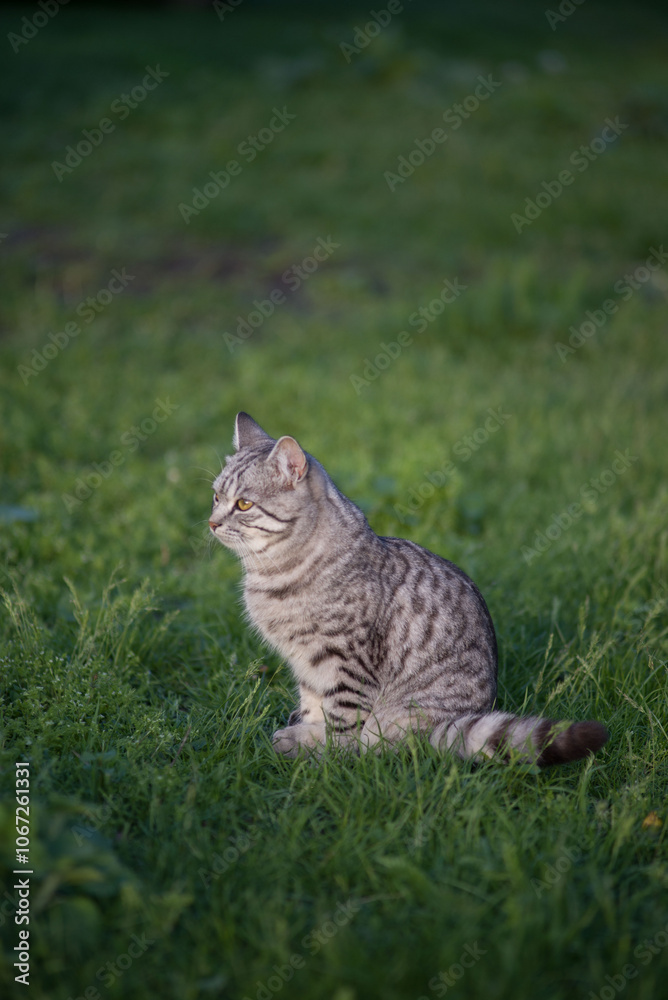 gray tabby forest cat in natural habitat in green grass