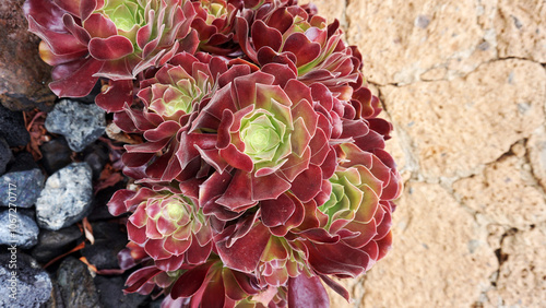 Aeonium arboreum or tree houseleek, Irish rose succulent subtropical subshrub in the plant family Crassulaceae.Selective focus.                         photo