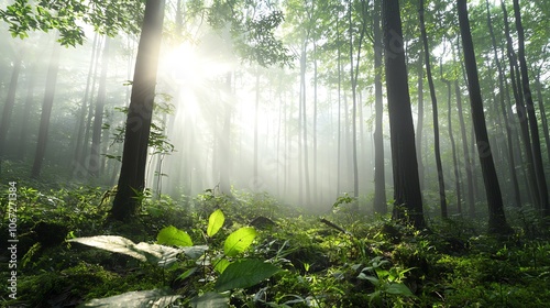 Dense forest absorbing carbon emissions, symbolizing netzero goals, naturebased climate solution photo