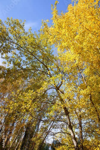 A tree with yellow leaves is in the foreground of a blue sky