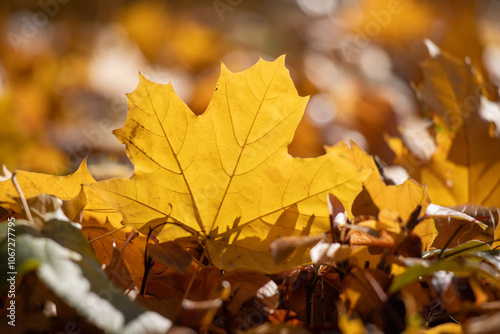 A leaf is on the ground and it is yellow