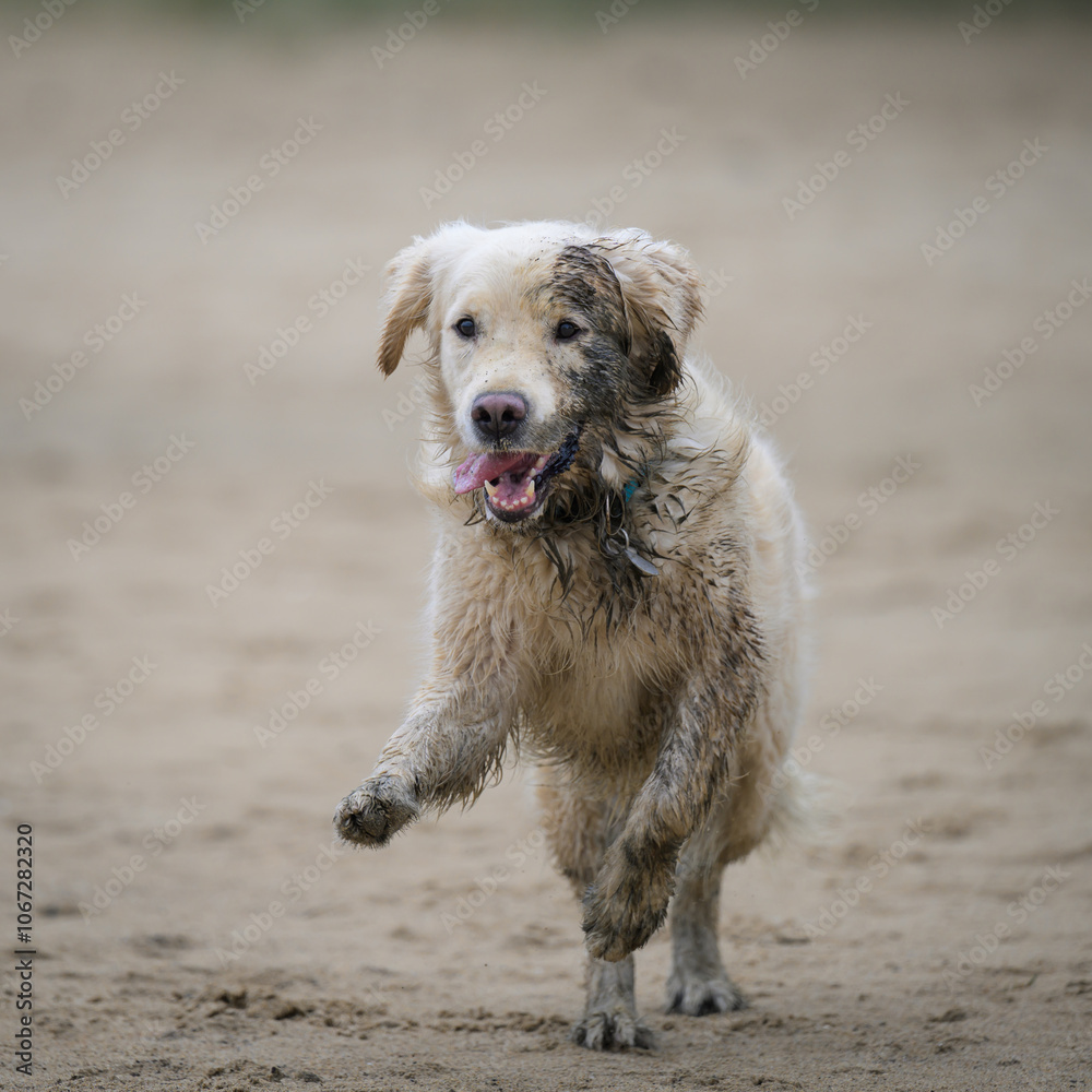 Golden retriever courre sur la plage, très sale Golden retriever courre sur la plage, très sale