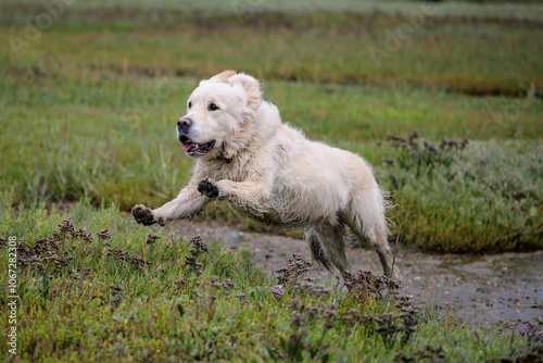 Golden retriever courre à pleine vitesse