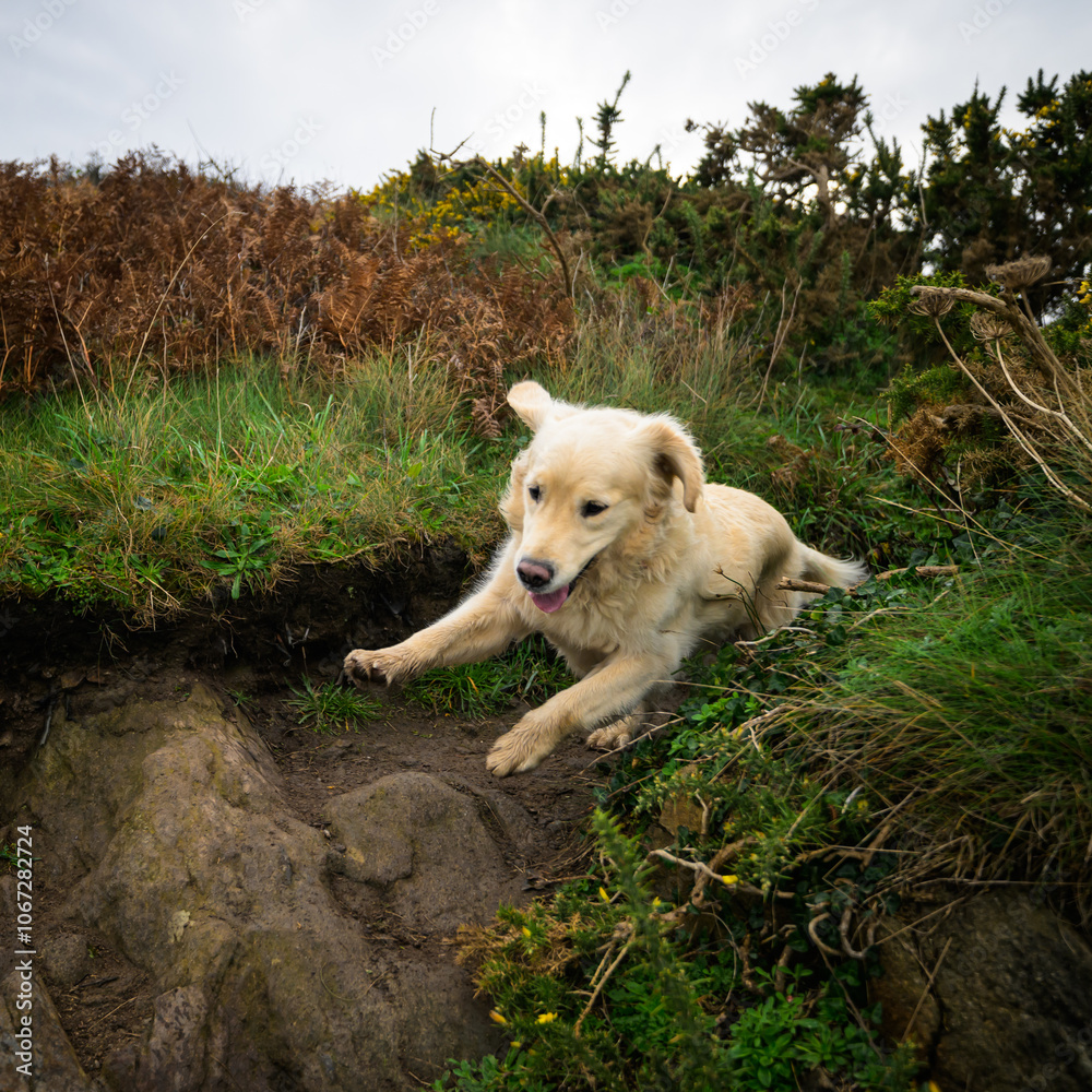 Golden retriever courre dans un chemin Golden retriever courre dans un chemin