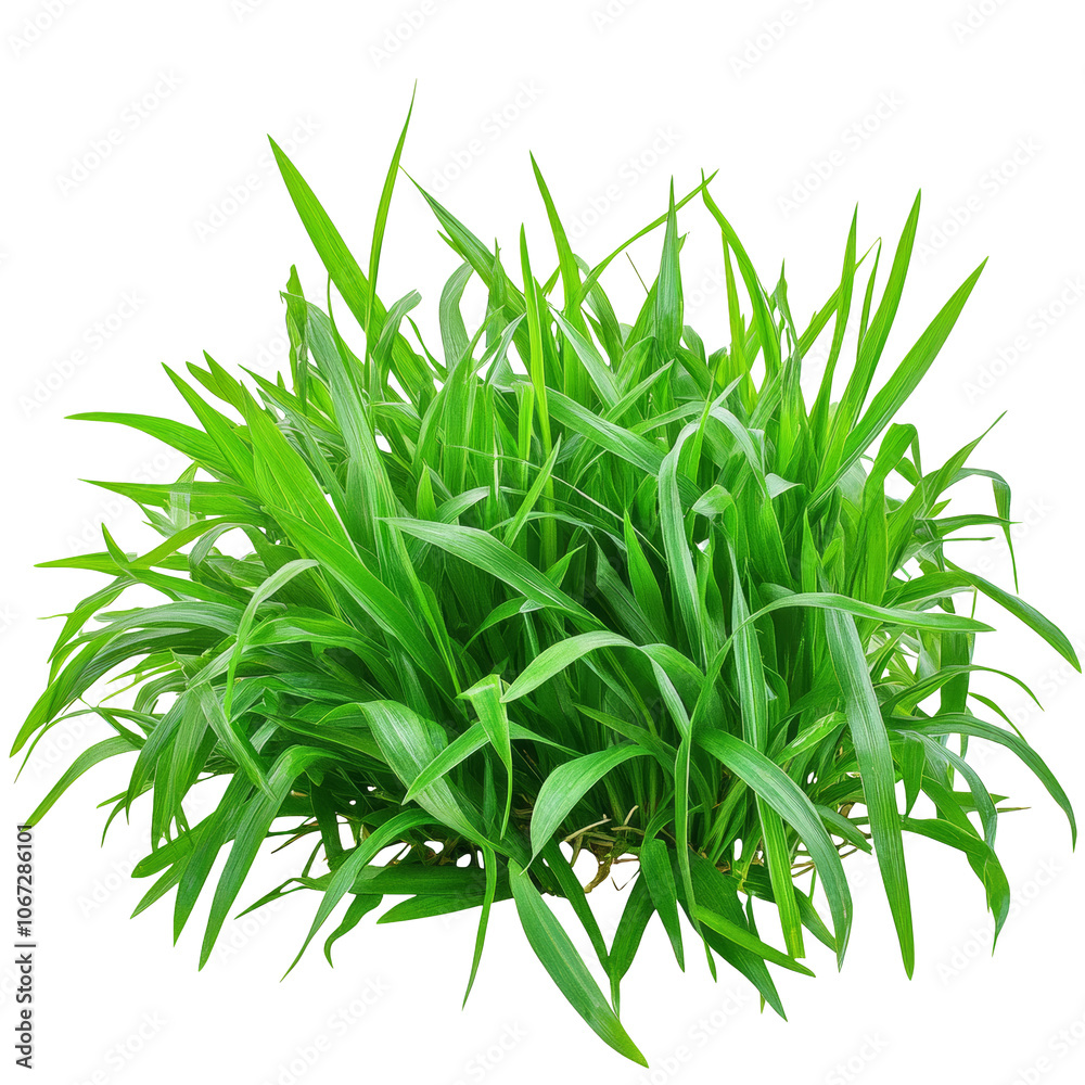 Lush green grass clump thriving in sunlight Lush green grass clump thriving in sunlight