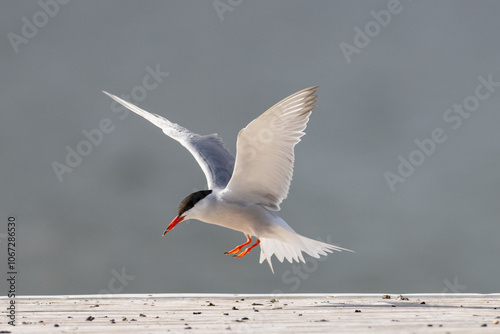 Common tern landing