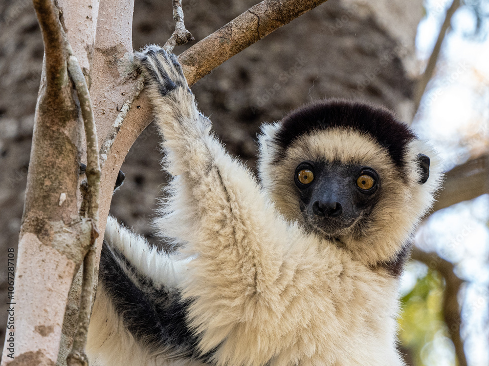 Fototapeta premium Weiße Sifaka Maki