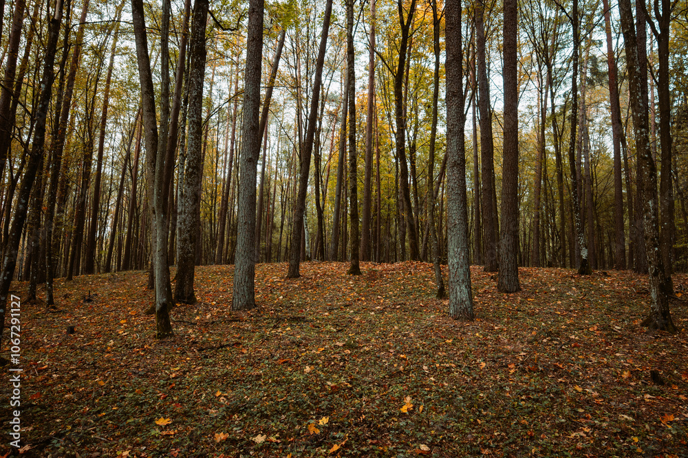 A beautiful natural forest in the Knyszyńska Forest
A beautiful natural forest in the Knyszyńska Forest