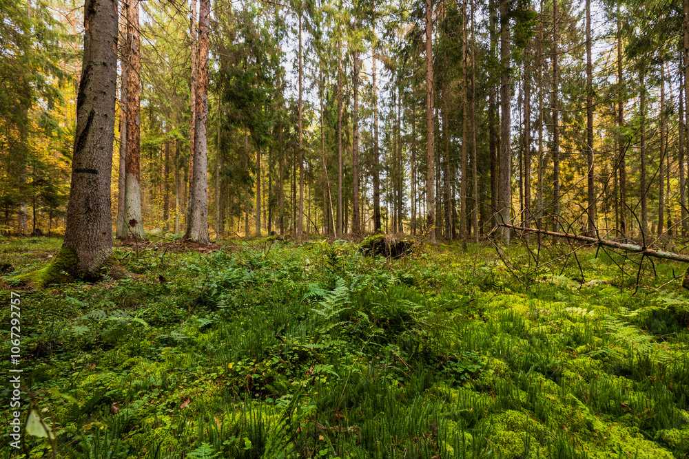 Obraz premium A beautiful natural forest in the Knyszyńska Forest 