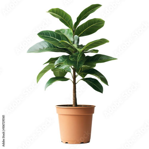 Lush green indoor potted plant in light