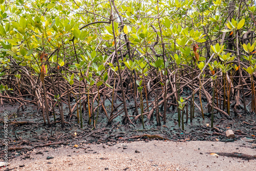 View of crabs amidst Mangrove trees at the Old Port at Kaole Ruins - a 13th century trading post and German colonial fort in Bagamoyo, Tanzania 
 photo