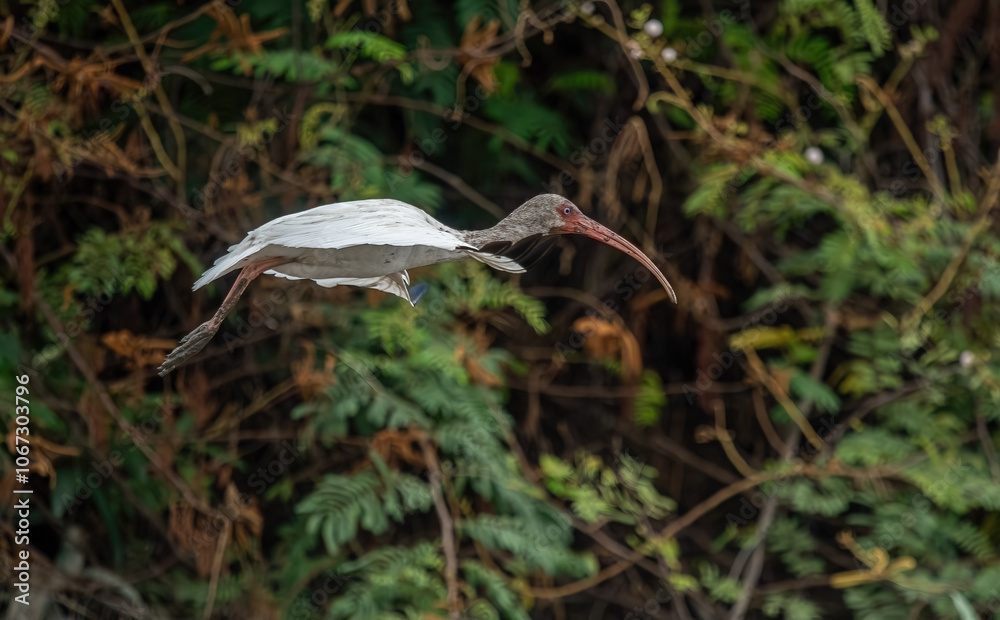 Close-up view of a white ibis (Eudocimus albus) in the equator. White ibis birds living freely in their natural habitat.