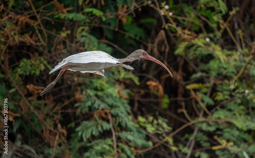 Obraz na płótnie Close-up view of a white ibis (Eudocimus albus) in the equator. White ibis birds living freely in their natural habitat. w salonie