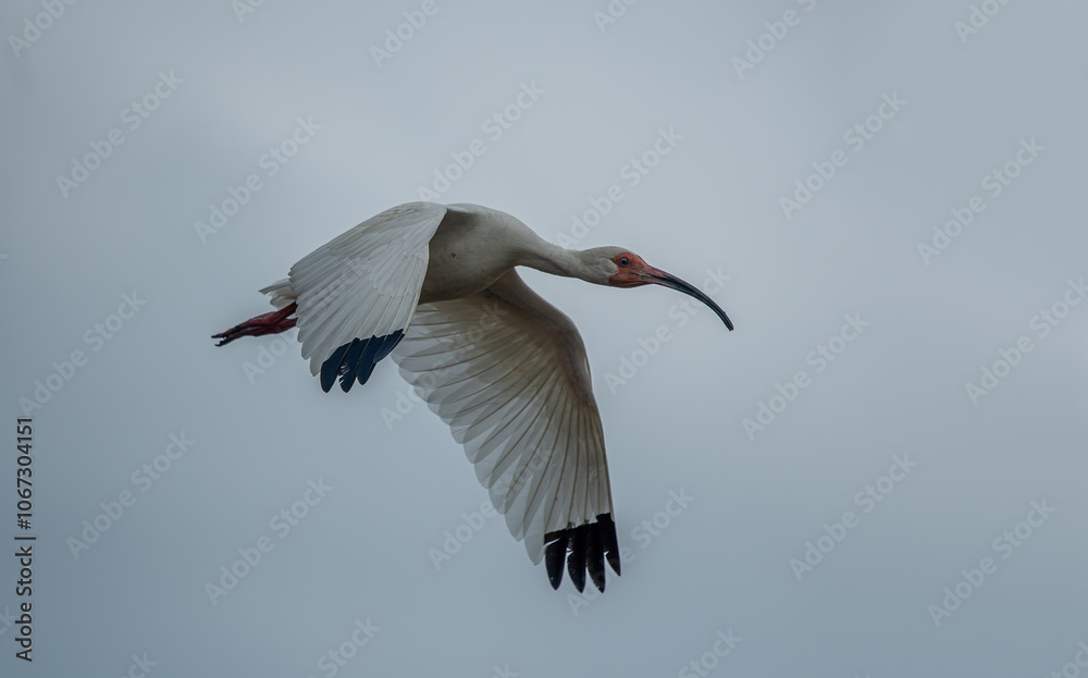 Close-up view of a white ibis (Eudocimus albus) in the equator. White ibis birds living freely in their natural habitat.