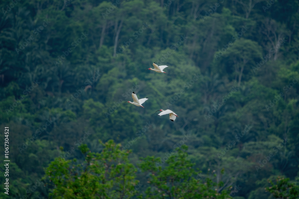Close-up view of a white ibis (Eudocimus albus) in the equator. White ibis birds living freely in their natural habitat.