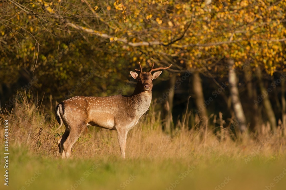 Autumn wildlife scene with a fallow deer with broken antlers. Dama Dama.