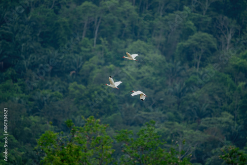 Close-up view of a white ibis (Eudocimus albus) in the equator. White ibis birds living freely in their natural habitat.