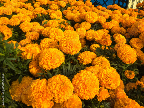 Mexican Marigold flowers are a solid background. Autumn composition. Background for the Day of the Dead.