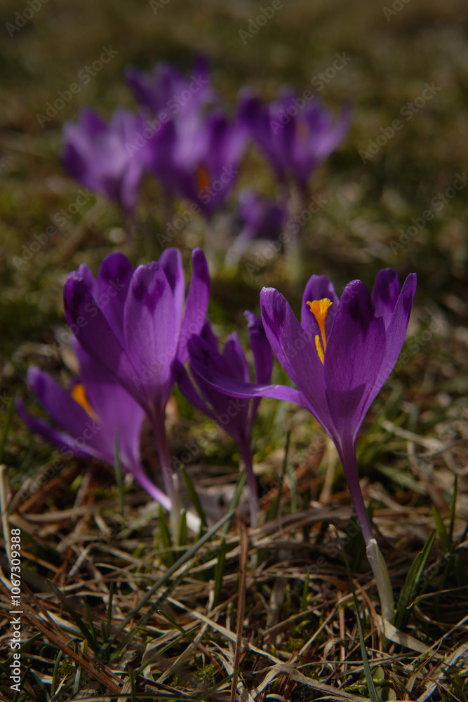 Fototapeta premium Spring flowers in the mountains. crocus