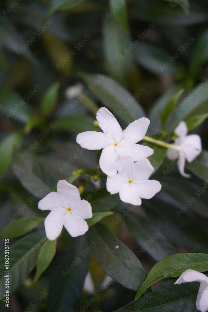 White crape Jasmine or Pinwheel Flowers are blooming on its plant in close up White crape Jasmine or Pinwheel Flowers are blooming on its plant in close up