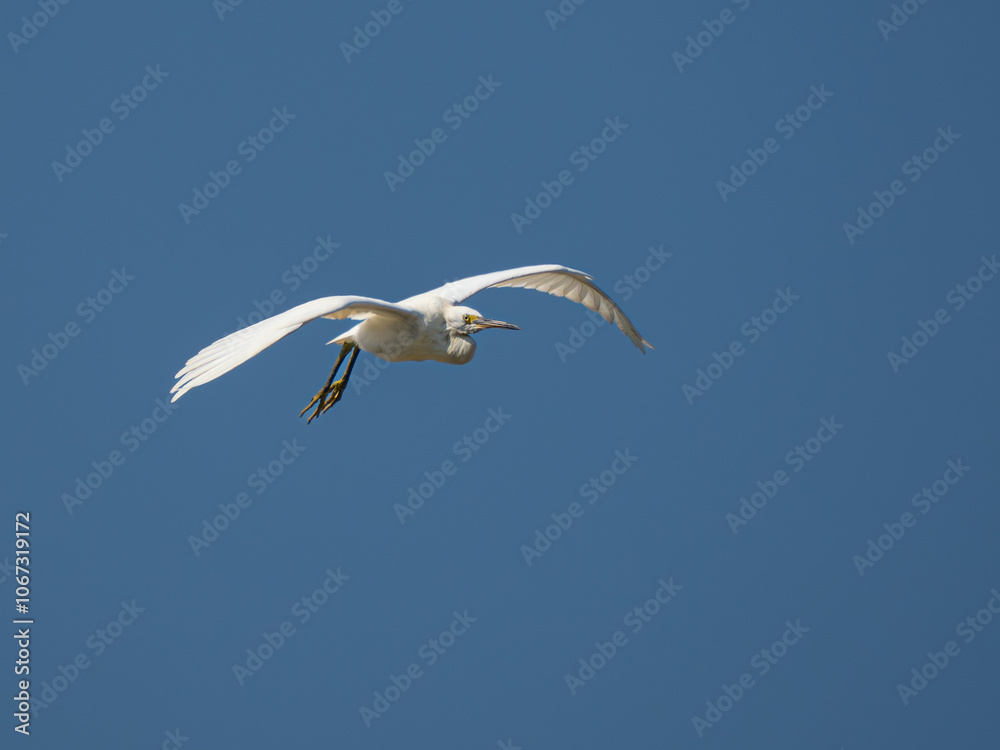 Obraz premium Reiher