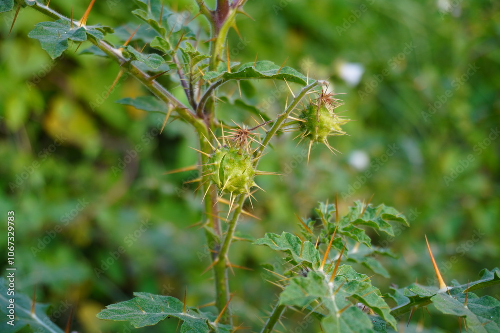 The itchy tomato or sticky nightshade plant with its flower buds in close up with a blurry background The itchy tomato or sticky nightshade plant with its flower buds in close up with a blurry background