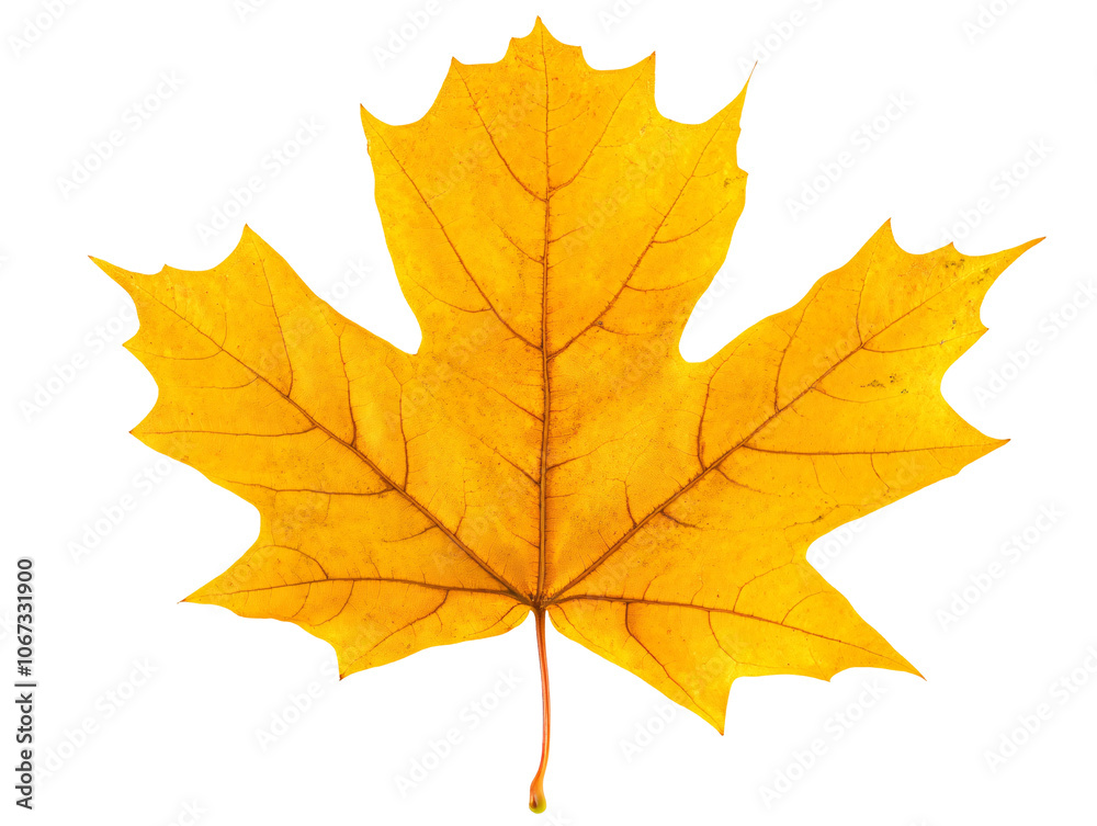 a yellow leaf with a white background a yellow leaf with a white background