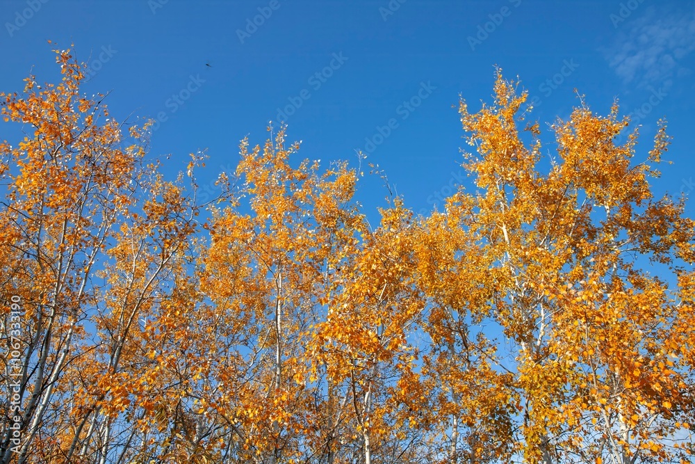 Autumn Trees with Golden Leaves Against a Blue Sky — Natural Background for the Fall Season Autumn Trees with Golden Leaves Against a Blue Sky — Natural Background for the Fall Season