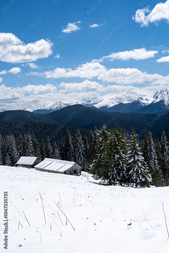 Fototapeta premium winter in the mountains ukraine