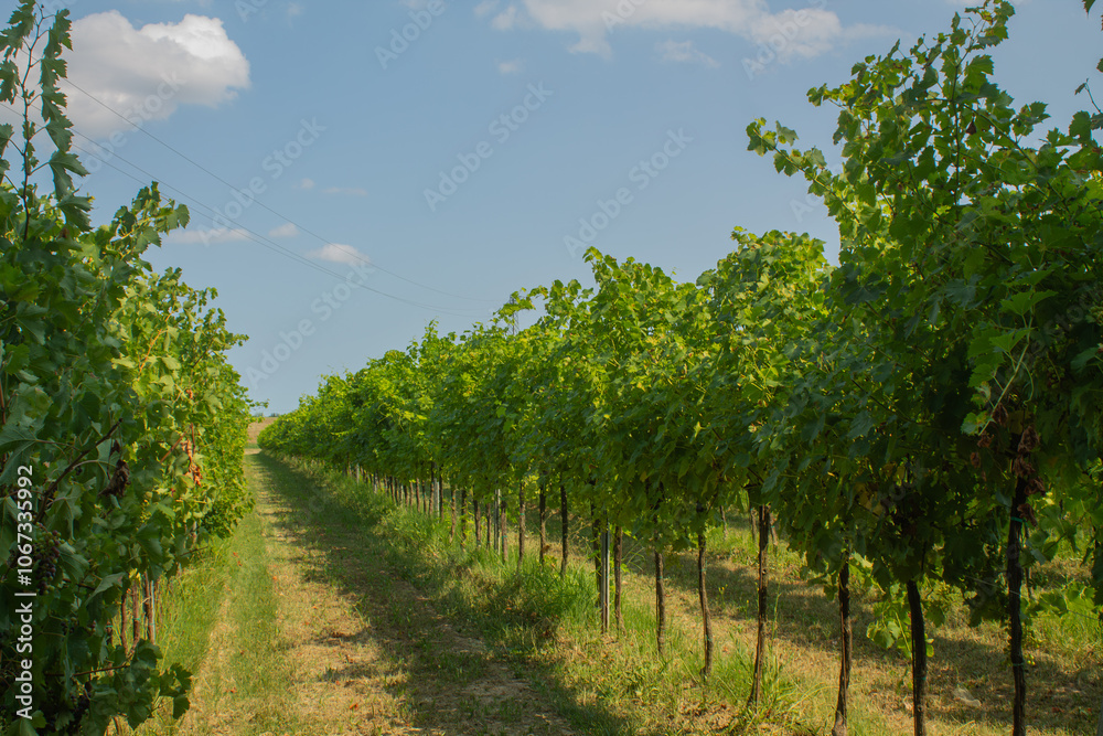Obraz premium Grape trees and vines and bushes with green grape leaves and branches and fruits growing in Italian countryside in the summer during the sunny days 