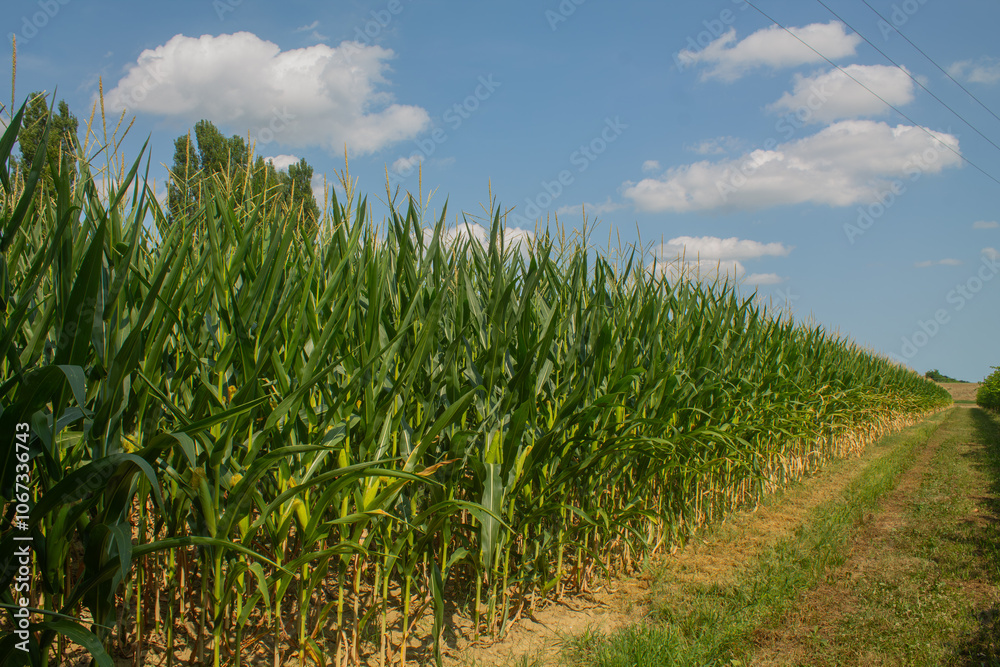 Corn field on the bright blue sky background. Farming and agriculture, growing fresh vegetables and fruits. Corn leaves and cobs growing in a green big field, corn planting in Italy Corn field on the bright blue sky background. Farming and agriculture, growing fresh vegetables and fruits. Corn leaves and cobs growing in a green big field, corn planting in Italy