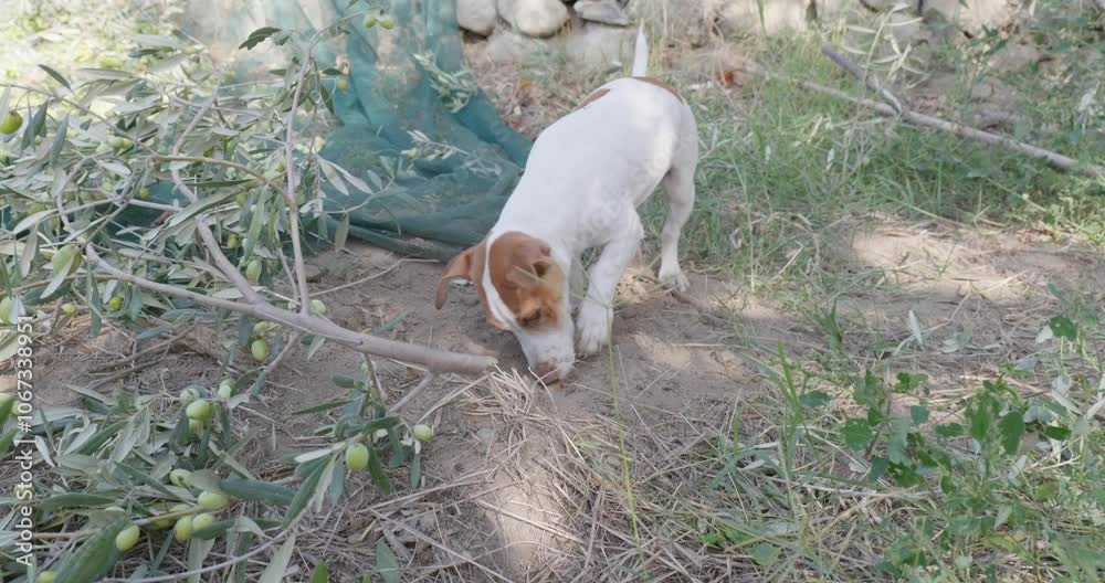 Funny playful Jack Russell Terrier dog playing in the garden. Little dog digging a hole in the ground. Funny playful Jack Russell Terrier dog playing in the garden. Little dog digging a hole in the ground.