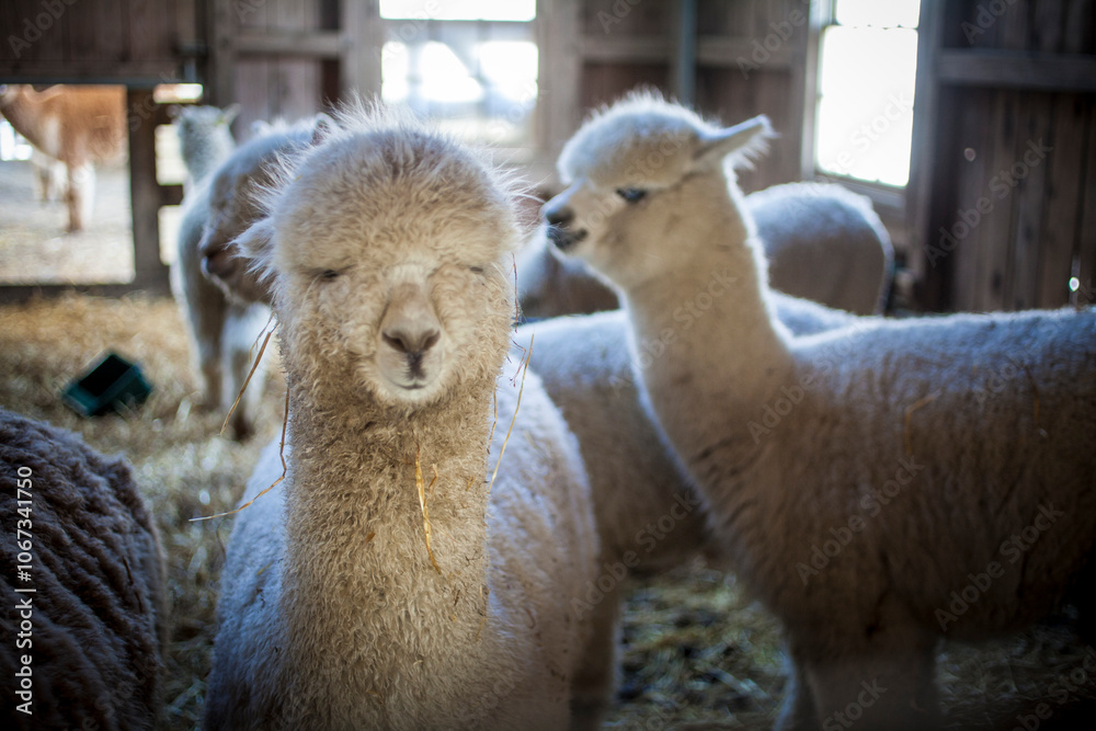 Fototapeta premium Alpacas in farm