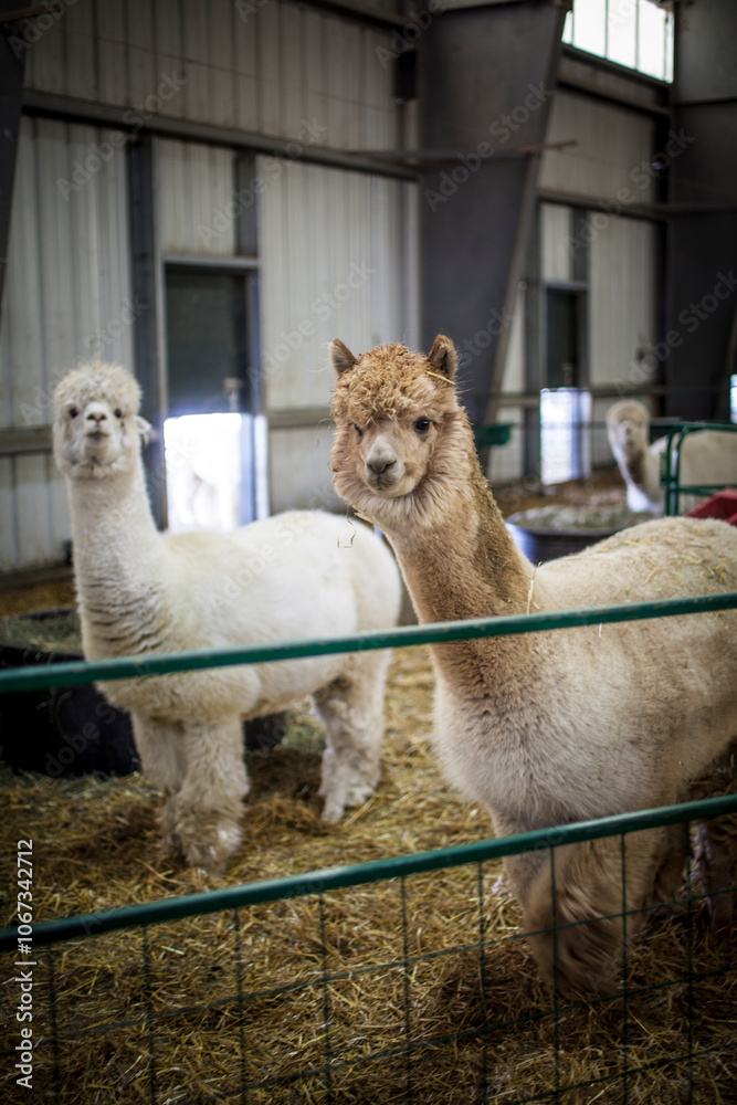 Fototapeta premium Alpacas in barn